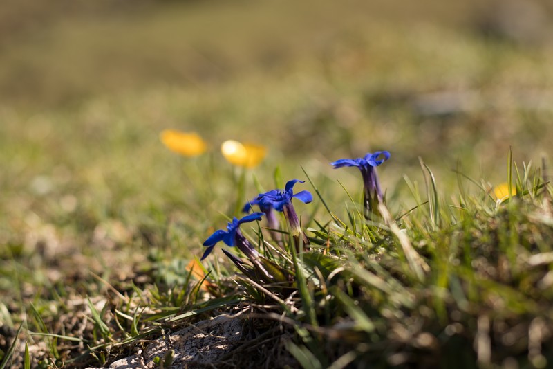 flowers, nature, bokeh
