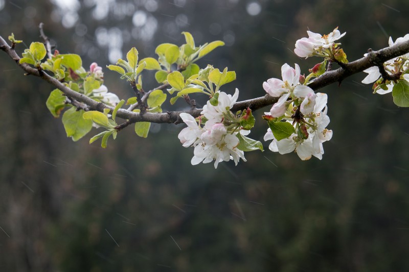 apple blossom, nature, plants