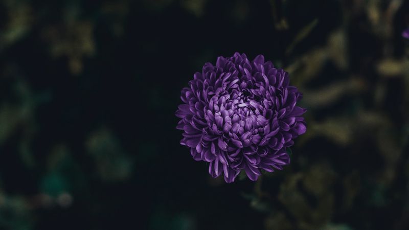 aster, flower, purple, bloom, 4k