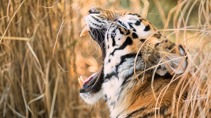 tiger, grin, canines, predator, muzzle, profile, 4k