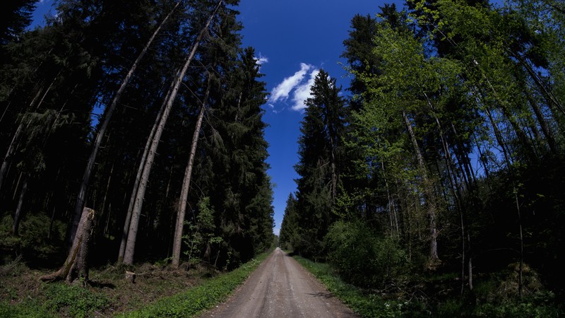 nature, trees, road, sky, clouds, forest