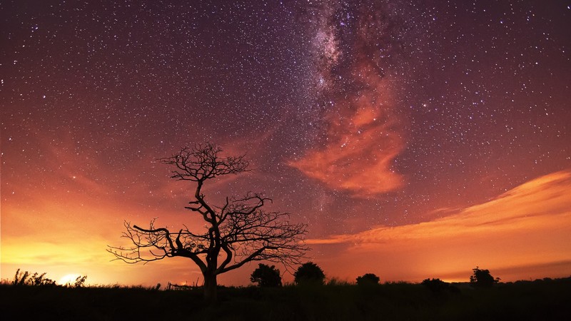 night, sunset, stars, trees, silhouette