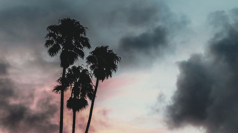 palm trees, clouds, sunset, outlines, sky, tropics, 4k