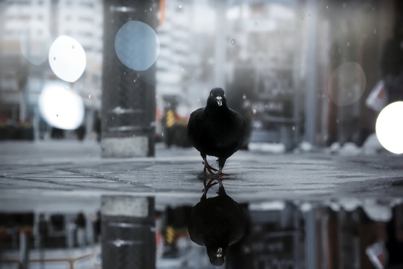 city, pidgeons, animals, birds, reflection, puddle, bokeh, gray