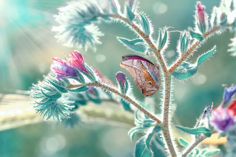 butterfly, plants, outdoors, animals, insect, colorful, turquoise, macro, bright, vibrant