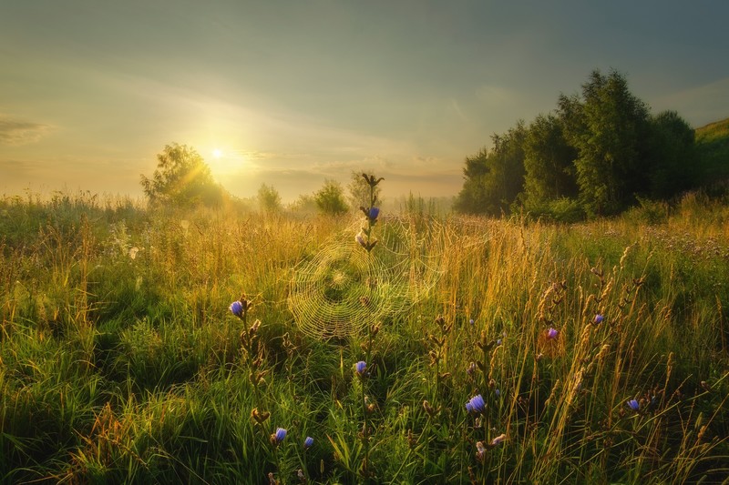 nature, plants, flowers, sunlight, field, spiderwebs