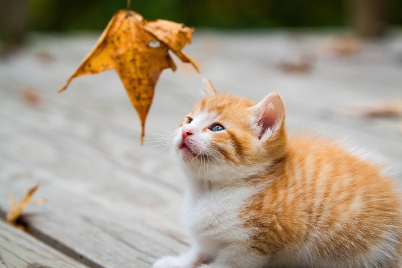 cats, leaves, animals, mammals, kittens