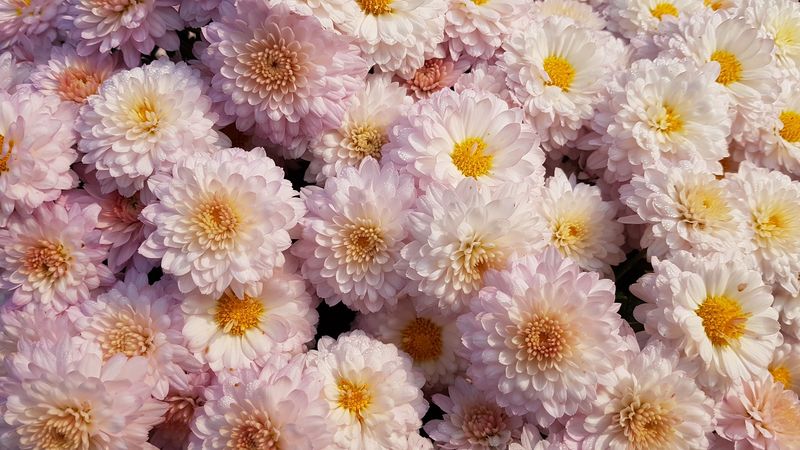chrysanthemums, flowers, pink, blooms, delicate, 4k