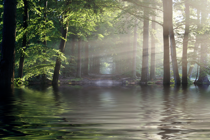 swamp, trees, forest, sunlight, nature, water