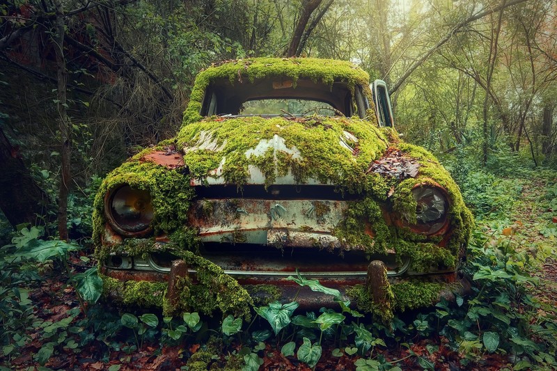 car, vehicle, wreck, plants, moss, green
