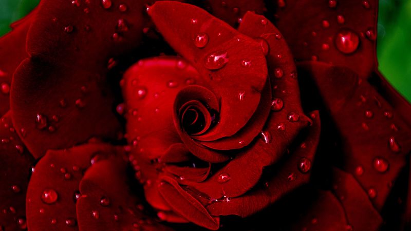 rose, red, wet, drops, dew, petals, 4k