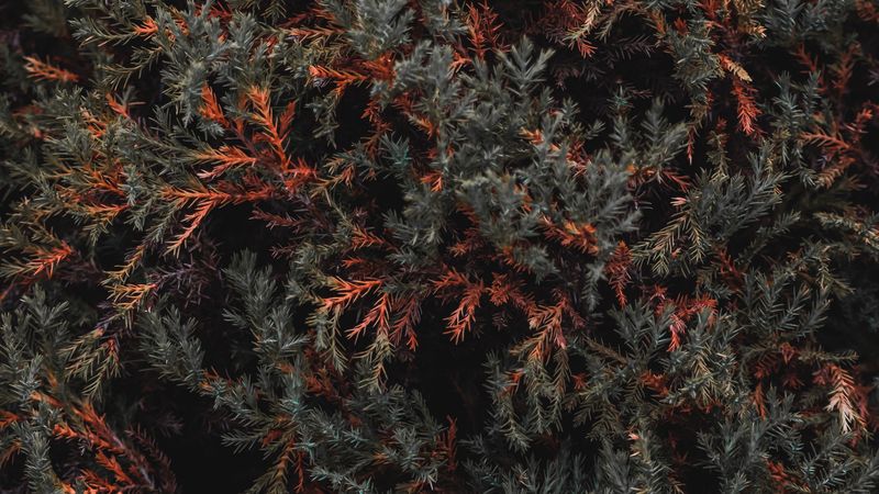 bush, foliage, tree, plant, leaves, 4k