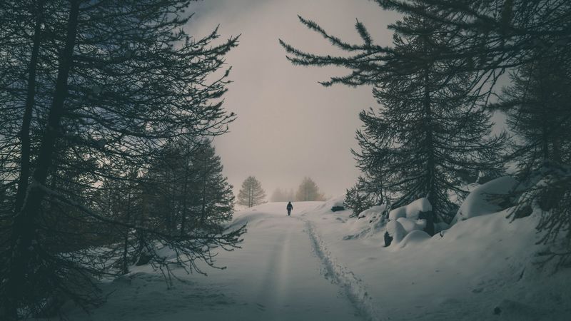 winter, snow, silhouette, forest, trees, 4k
