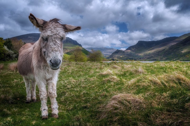 animals, landscape, donkey, mammals