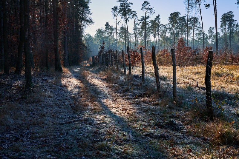 outdoors, fence, winter, trees
