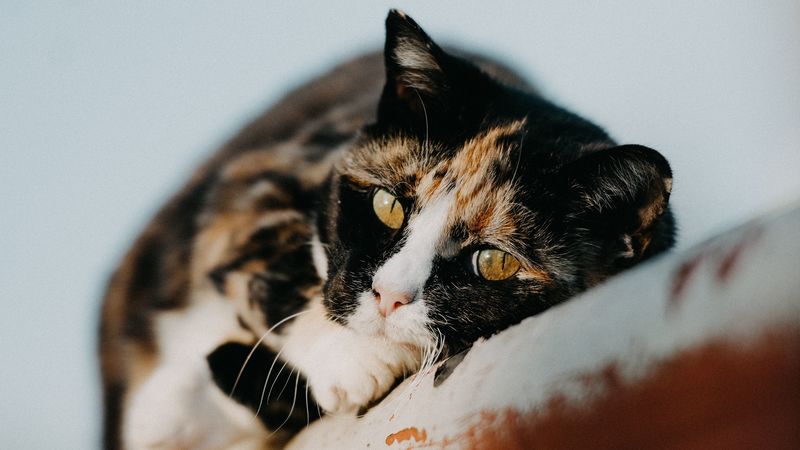 cat, pet, cute, 4k
