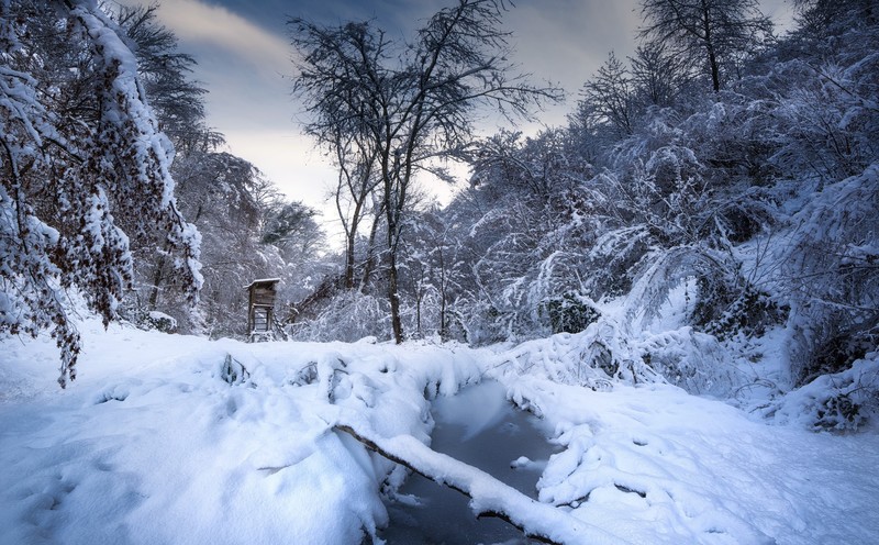 winter, nature, snow, trees