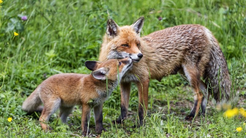 foxes, cub, mom, family, tenderness, care, cute, 4k