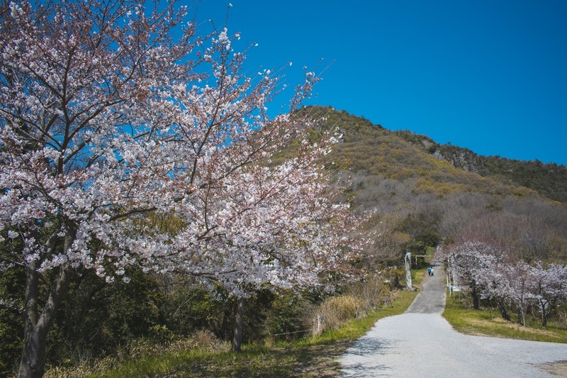 Japan, landscape, trees, flowers, nature, spring, cherry blossom, mountains