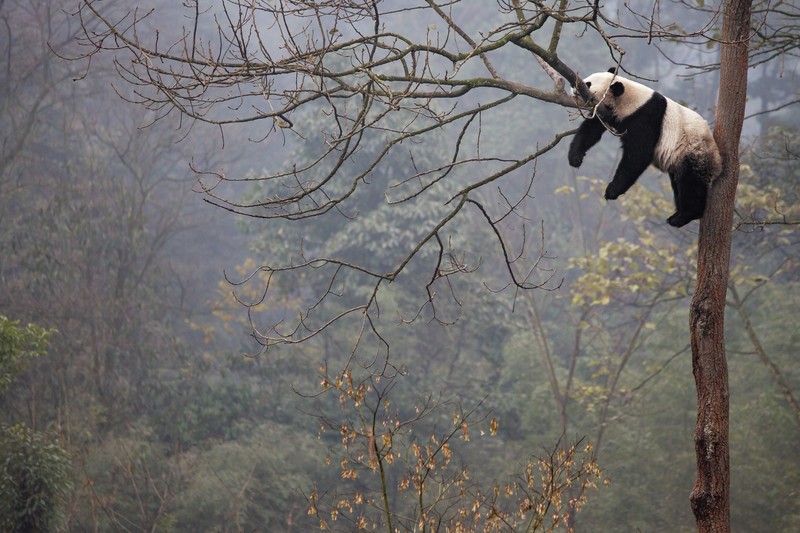 panda, nature, trees, animals, bears, relaxing, mammals