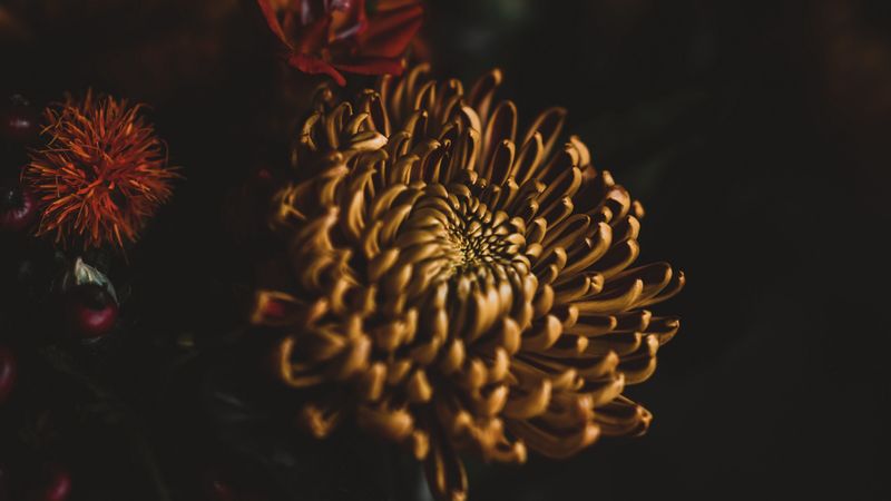 flower, dark, bouquet, petals, 4k