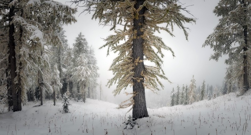nature, trees, winter, snow, landscape