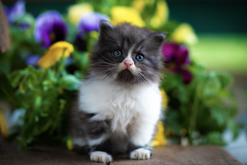 cats, kittens, flowers, baby animals, mammals