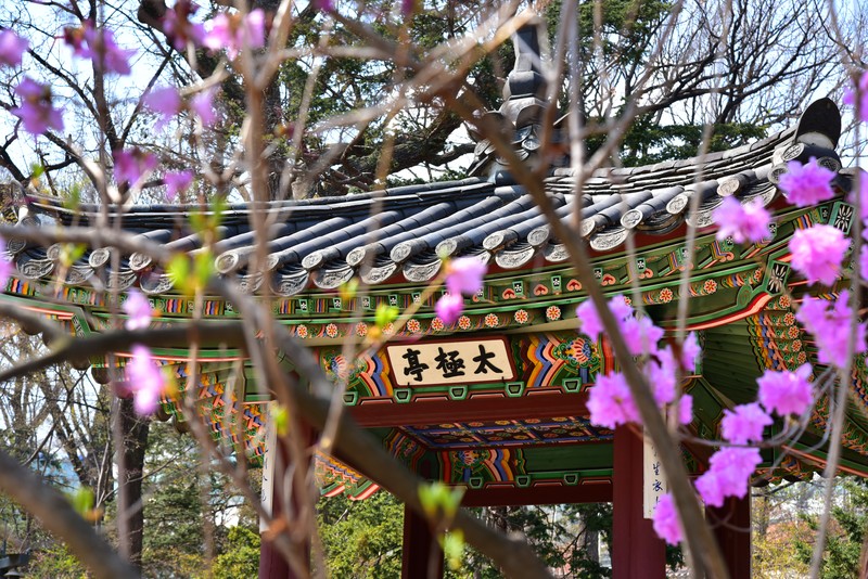 Korean, architecture, plants