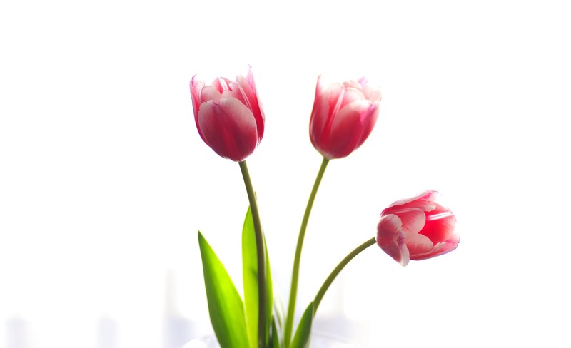 minimalism, flowers, tulips, plants, simple background, white background