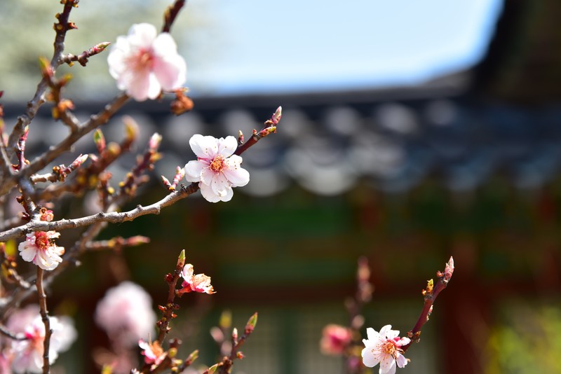 Korean, plants, flowers