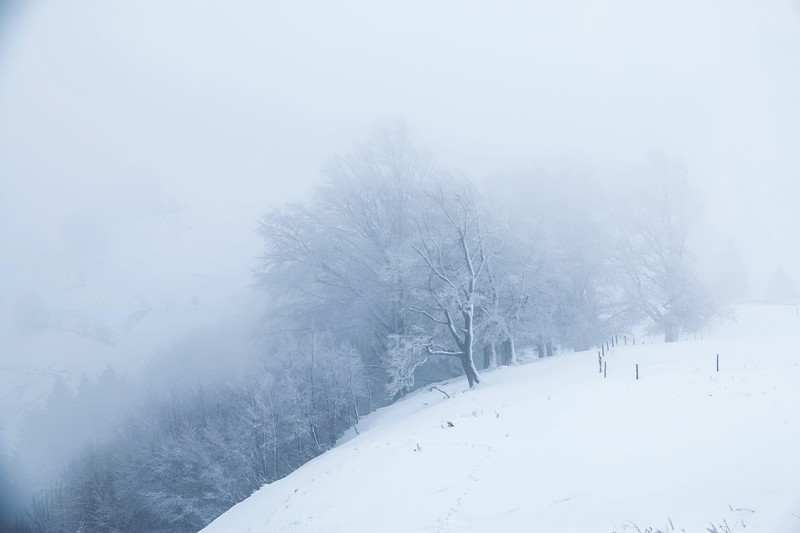 winter, snow, mist, outdoors, trees
