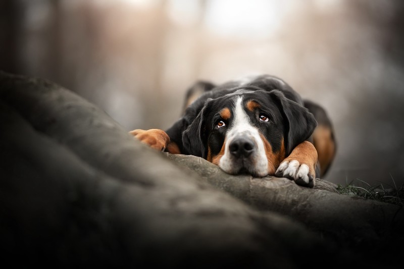 dog, animals, mammals