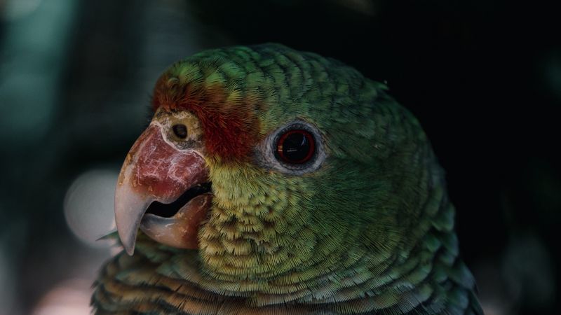 parrot, bird, beak, color, feathers, 4k