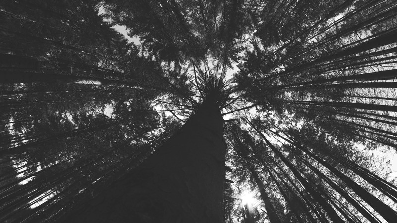 nature, trees, sky, forest, Sun, monochrome