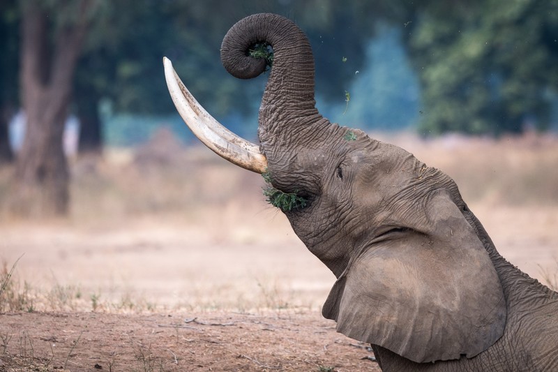 elephant, baby animals, mammals