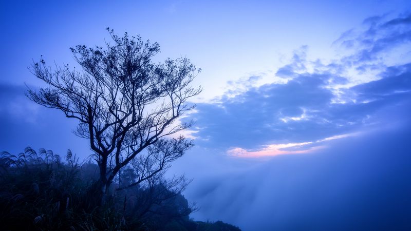 tree, fog, branches, sky, clouds, 4k