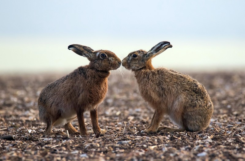 rabbits, animals, mammals