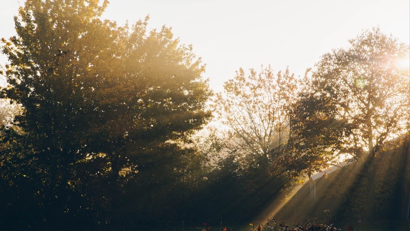 trees, sunlight, garden, plants