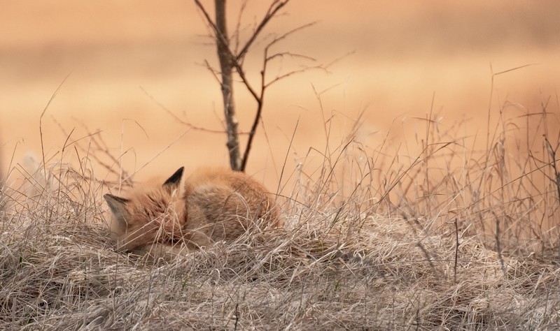nature, animals, fox, mammals