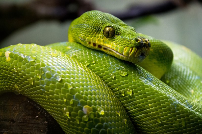 snake, animals, reptiles