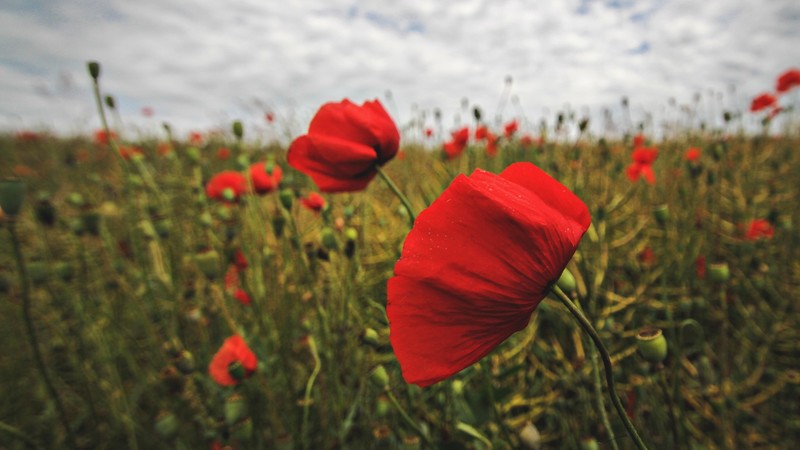 nature, plants, landscape, flowers, grass, red, clouds, field, poppies
