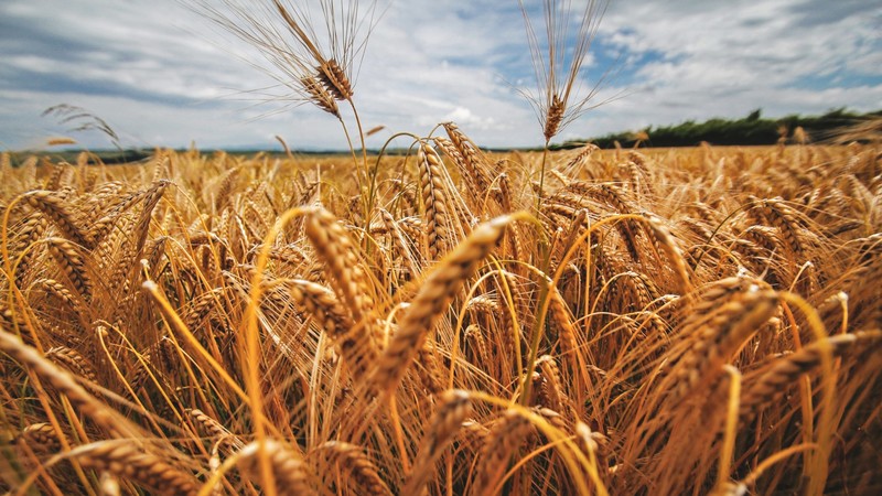 nature, plants, landscape, clouds, field, grain, wheat, yellow