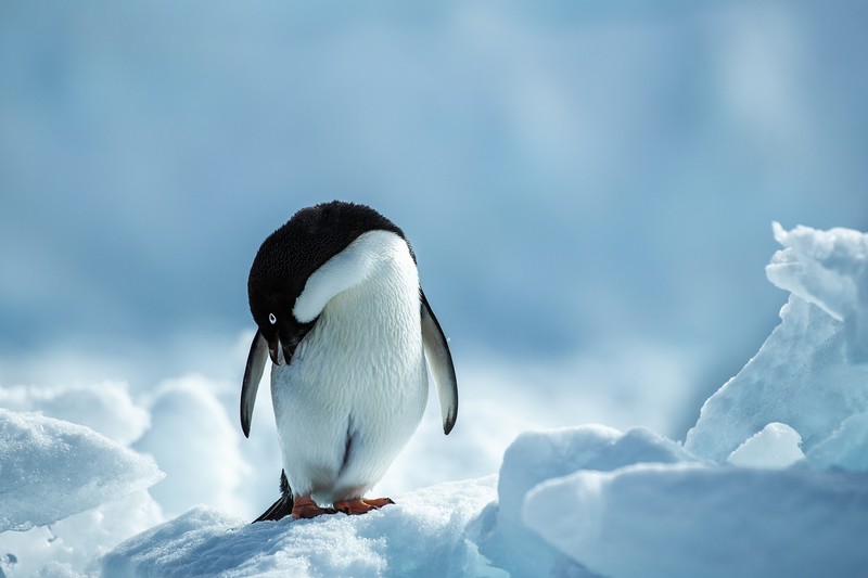 animals, birds, ice, snow, penguins