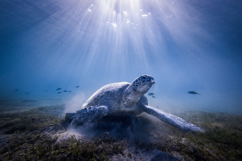 sea, nature, turtle, underwater, animals