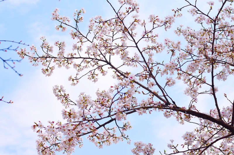 cherry blossom, plants, trees, flowers, nature, spring