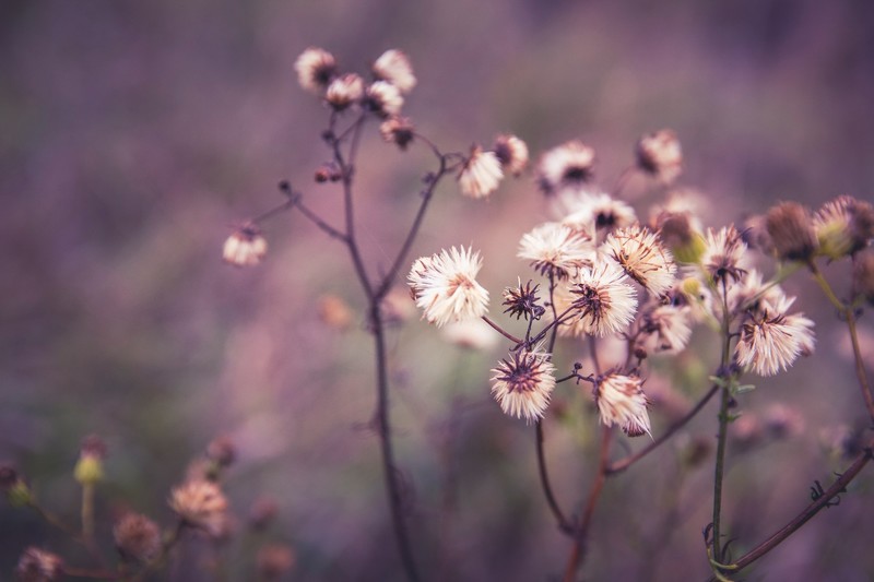 outdoors, flowers, plants