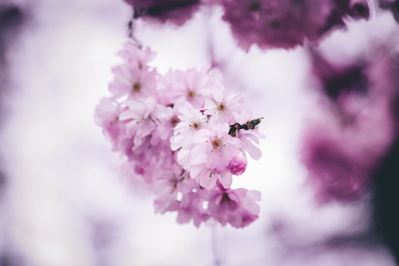 flowers, plants, pink flowers, pink, purple