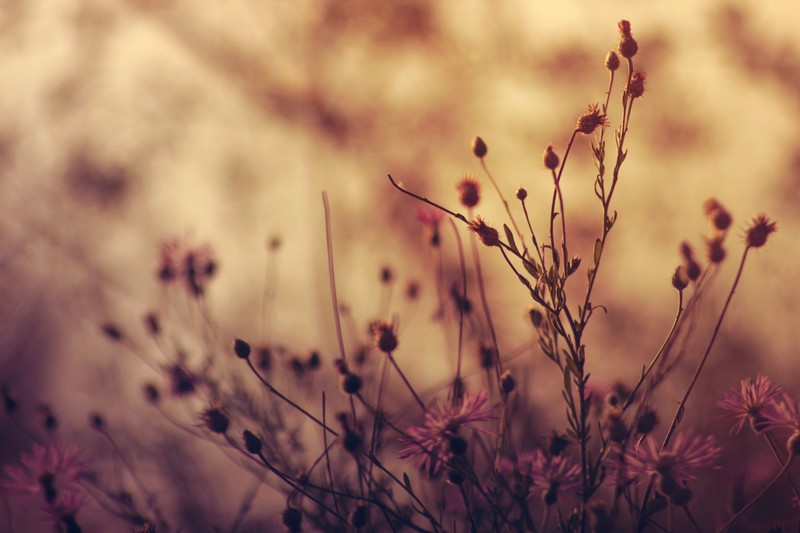 flowers, plants, nature