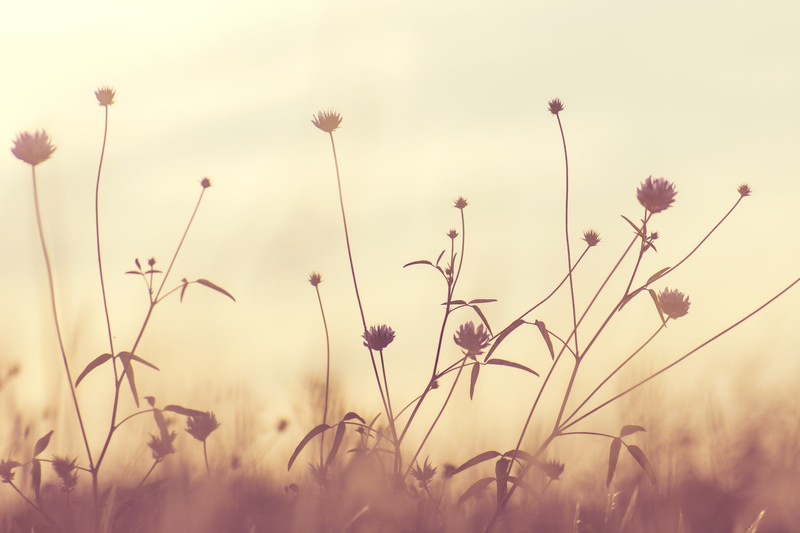 nature, flowers, plants