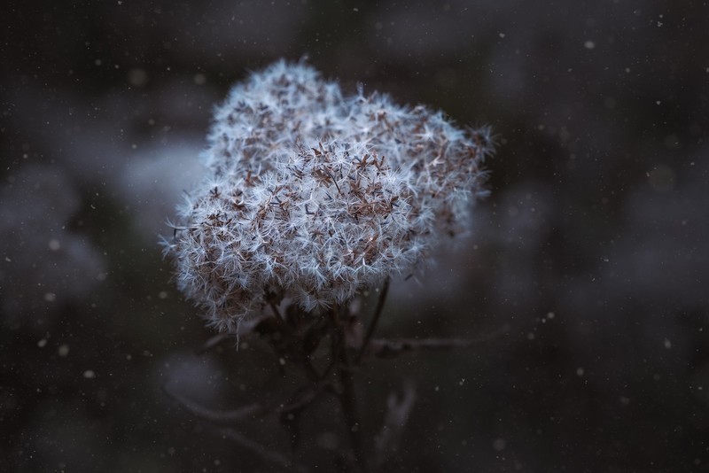 dark, flowers, plants, white flowers, macro